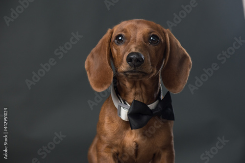 Brown Dachshund with black bow tie