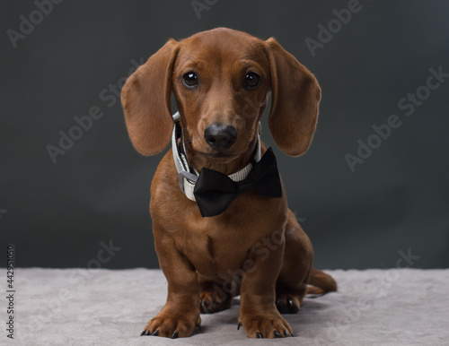 Brown Dachshund with black bow tie