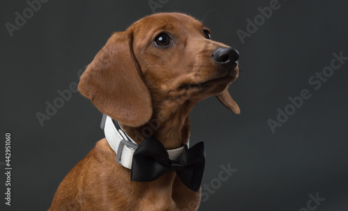 Brown Dachshund with black bow tie