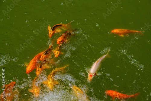 Gold and red carps koi fish swimming in a pond in a Japanese Chinese style garden © Наталия Чубакова
