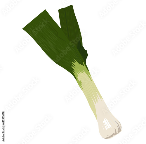 Leek vector stock illustration. Green onion stalks. Organic food, vegetable. Salad dressing. Isolated on a white background.