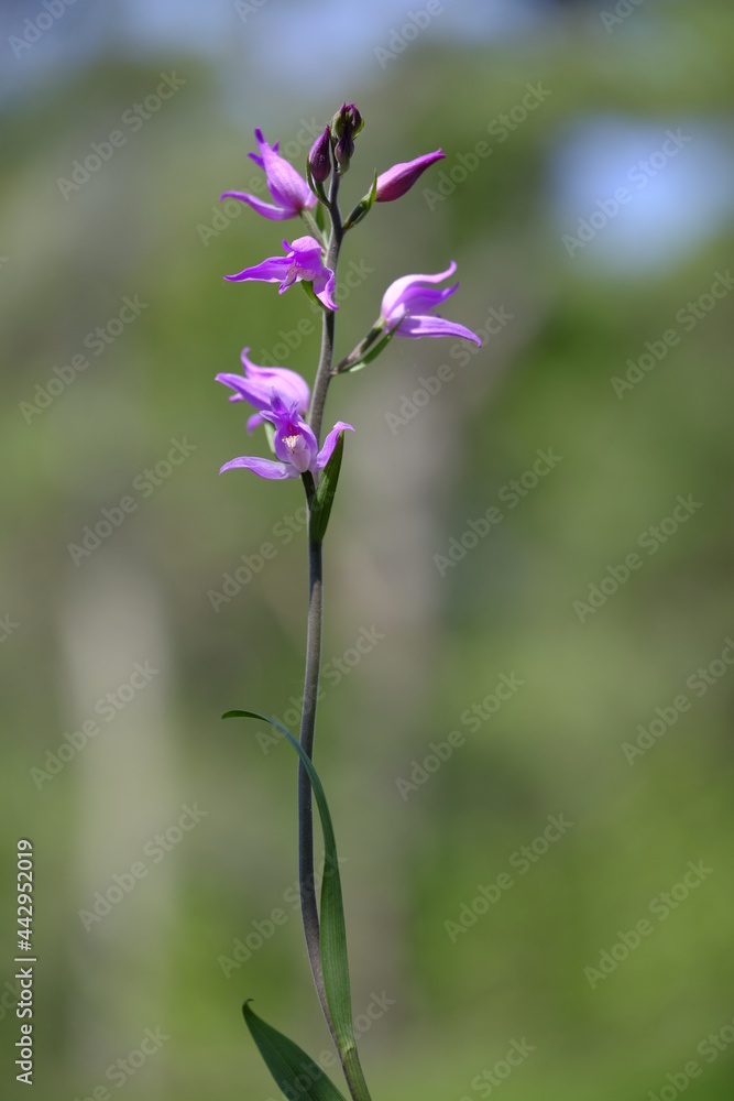 Rotes Waldvöglein, Purpur-Waldvöglein, Waldvöglein, Cephalanthera rubra Rotes Waldvöglein, Purpur-Waldvöglein, Waldvöglein, Cephalanthera rubra