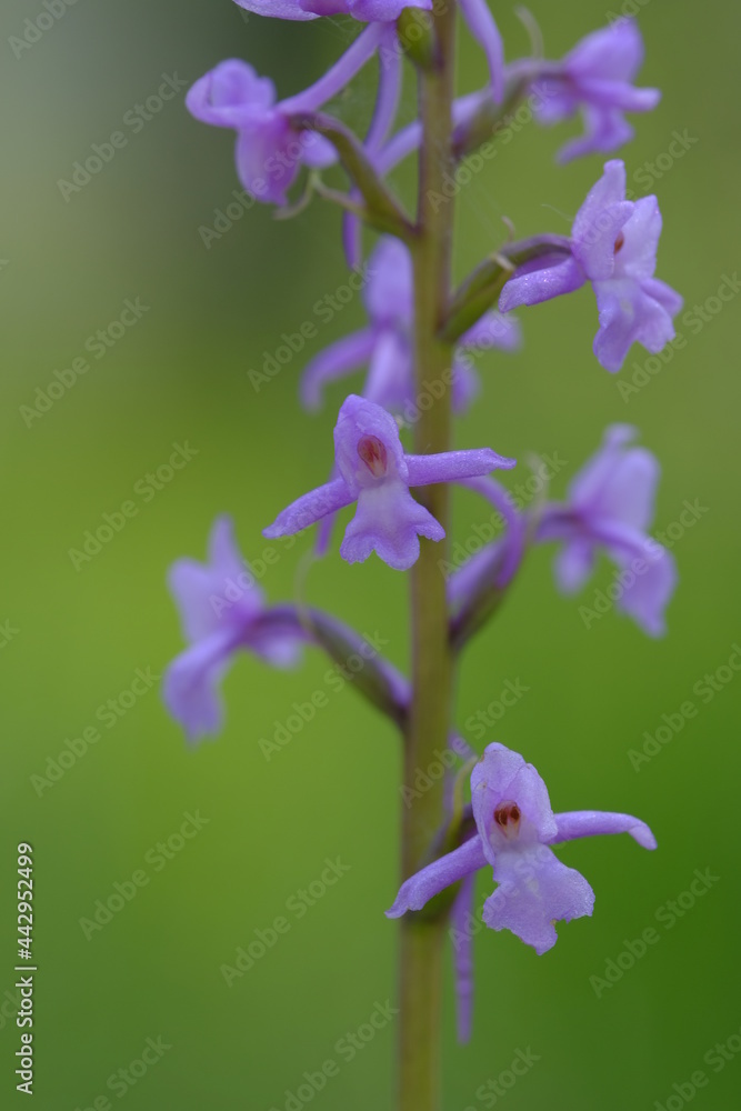 Mücken-Händelwurz, Gymnadenia conopsea, Langsporn-Händelwurz, Große Händelwurz Mücken-Händelwurz, Gymnadenia conopsea, Langsporn-Händelwurz, Große Händelwurz