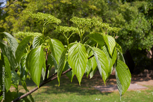 Cornus alternifolia photo