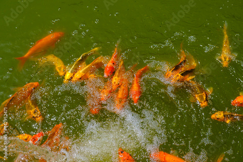 Gold and red carps koi fish swimming in a pond in a Japanese Chinese style garden © Наталия Чубакова