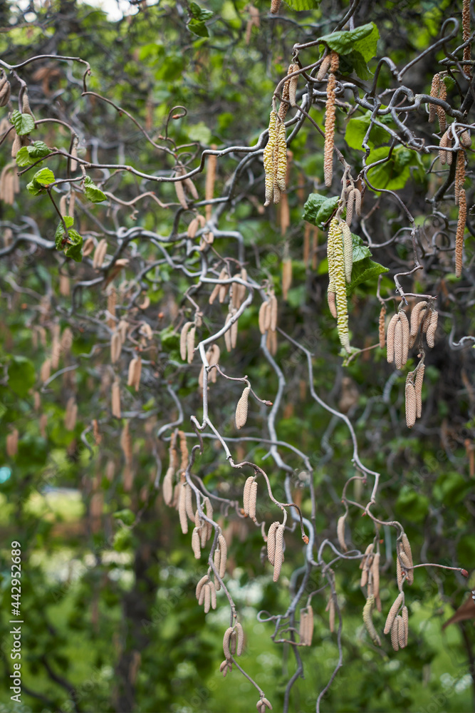 Fototapeta premium Corylus avellana contorta in bloom