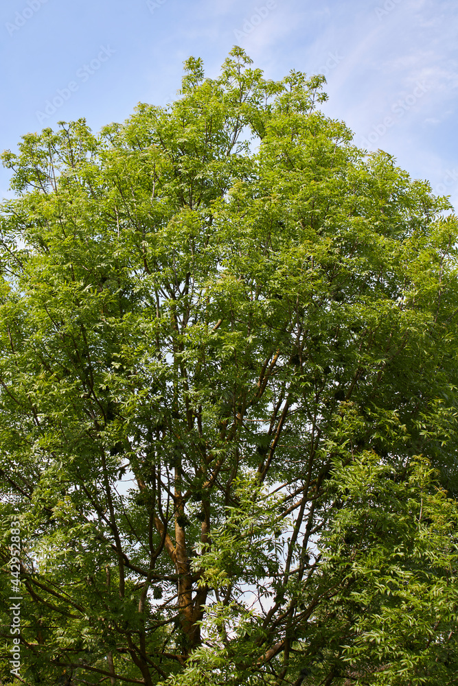 Fototapeta premium Fraxinus excelsior branch close up