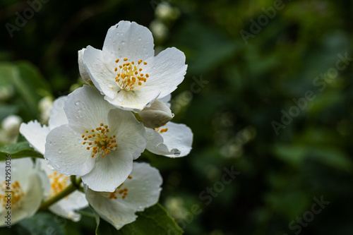 Jasmine flowers on green background