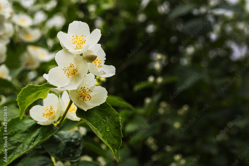 Jasmine flowers branch on green background with copy space. Jasmine flowers branch on green background with copy space.