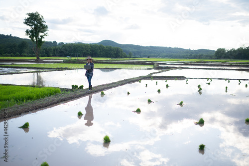 Businesswoman standing and looking at the rice fields