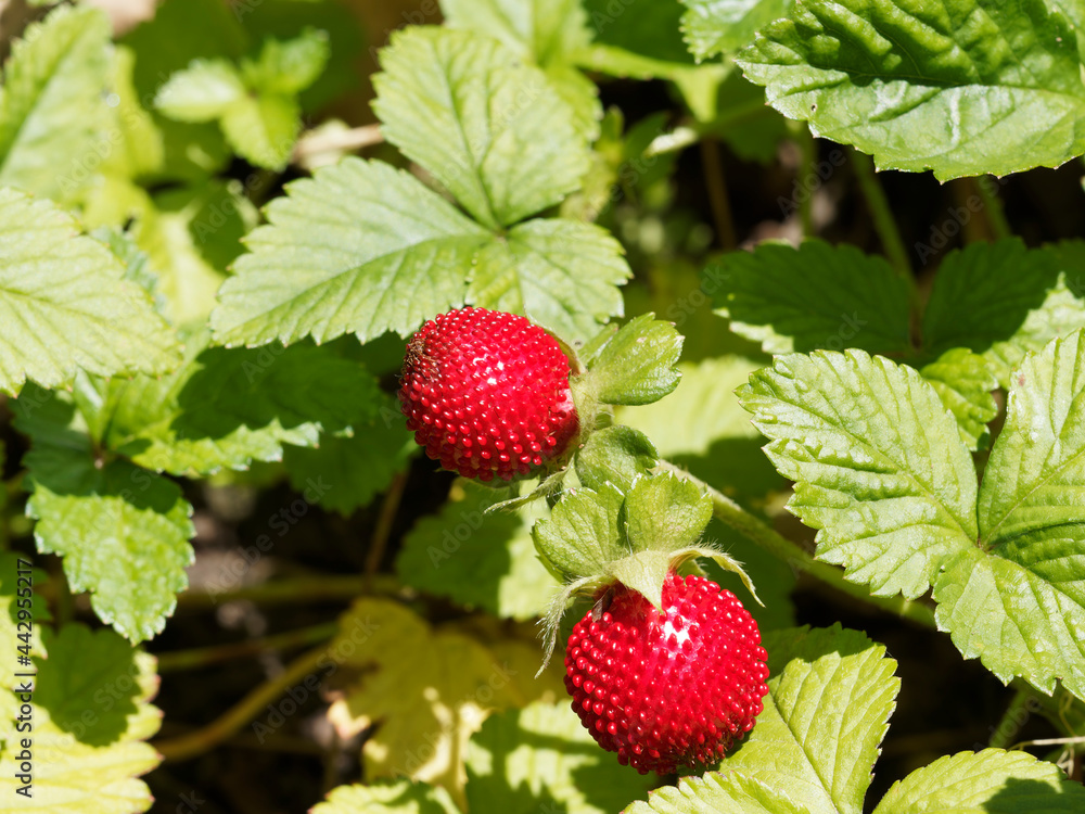 Duchesnea oder potentilla indica | Indische Scheinerdbeere. Kriechende Pflanze mit Rot kugelige früchte. Blätter gegliedert, grün, behaart und am Rand grob gezähnt mit spitz Blattgrund Duchesnea oder potentilla indica | Indische Scheinerdbeere. Kriechende Pflanze mit Rot kugelige früchte. Blätter gegliedert, grün, behaart und am Rand grob gezähnt mit spitz Blattgrund