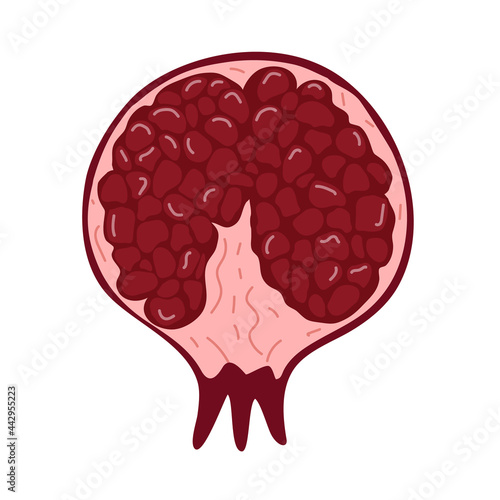 Fresh red garnet hand-drawn vector illustration. Farm fresh pomegranate for vegatarian diet. Organic ingredient for juice or salad