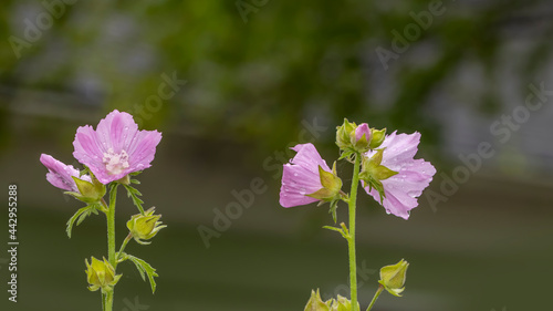 Close up shot of pink Prim Rose flowers in the garden