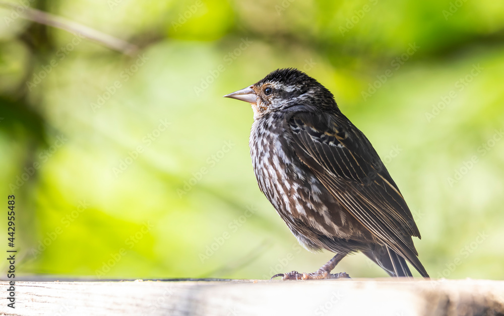 Pine Siskin bird perched with one leg on the rail Pine Siskin bird perched with one leg on the rail