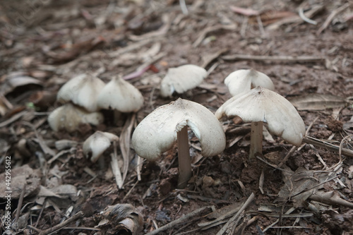 group of Termite mushrooms that grow on the ground.