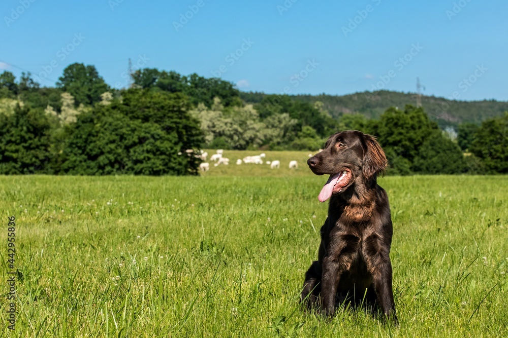 Puppy brown flat coated retriever on a green meadow. Hunting dog. Summer morning on a pasture with a dog. Puppy brown flat coated retriever on a green meadow. Hunting dog. Summer morning on a pasture with a dog.