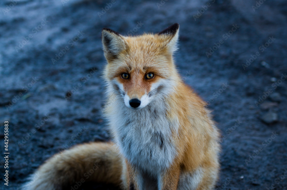 Fototapeta premium 凝視