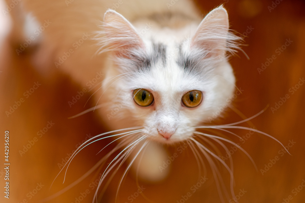Close-up of a white cat with black spots on its head. Close-up of a white cat with black spots on its head.