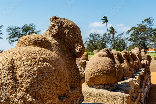 Nandi statue at the Shore Temple complex (Pallava dynasty) in Mamallapuram, Tamil Nadu, South India, Asia photo