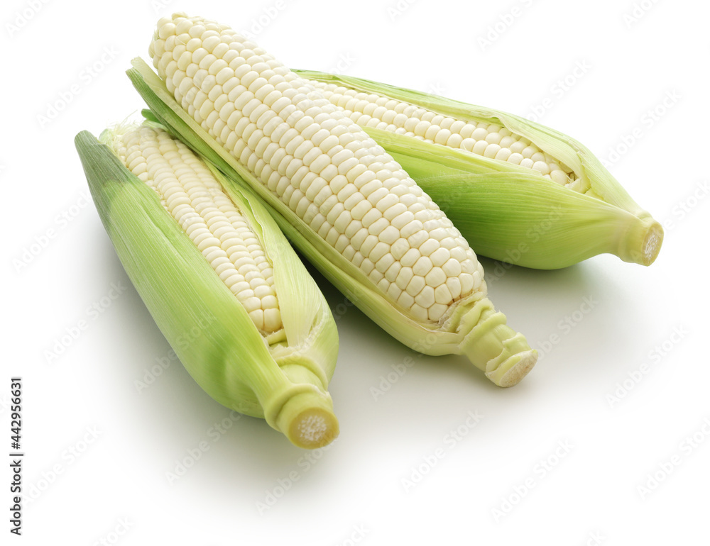 three white sweet corns isolated on white background three white sweet corns isolated on white background