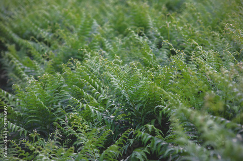 texture with wild fern plants