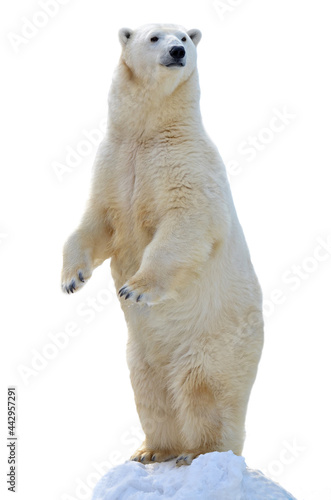 polar bear isolated on white Fototapet