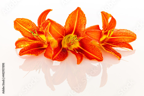 Orange Lily flowers are blooming