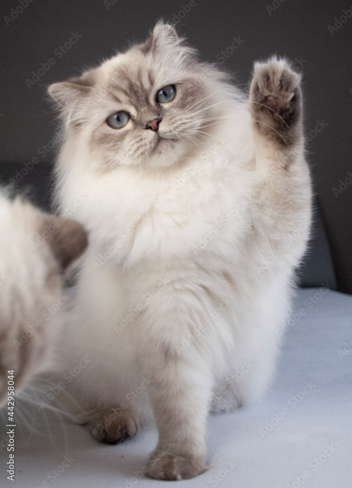 waving cat