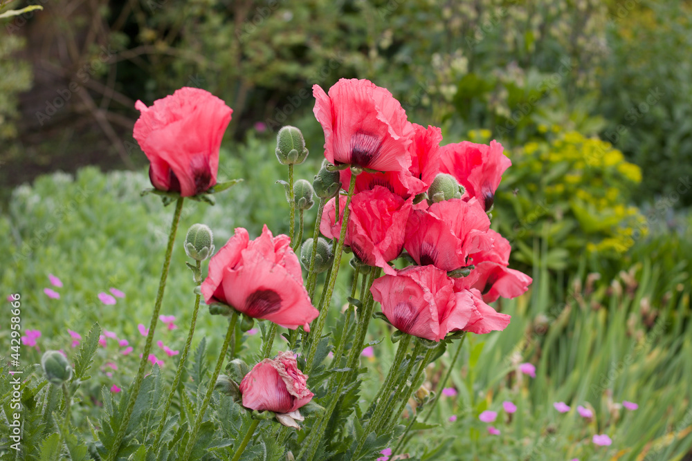 Beautiful deep pink poppies in lush herbaceous flowerbed in summer Beautiful deep pink poppies in lush herbaceous flowerbed in summer