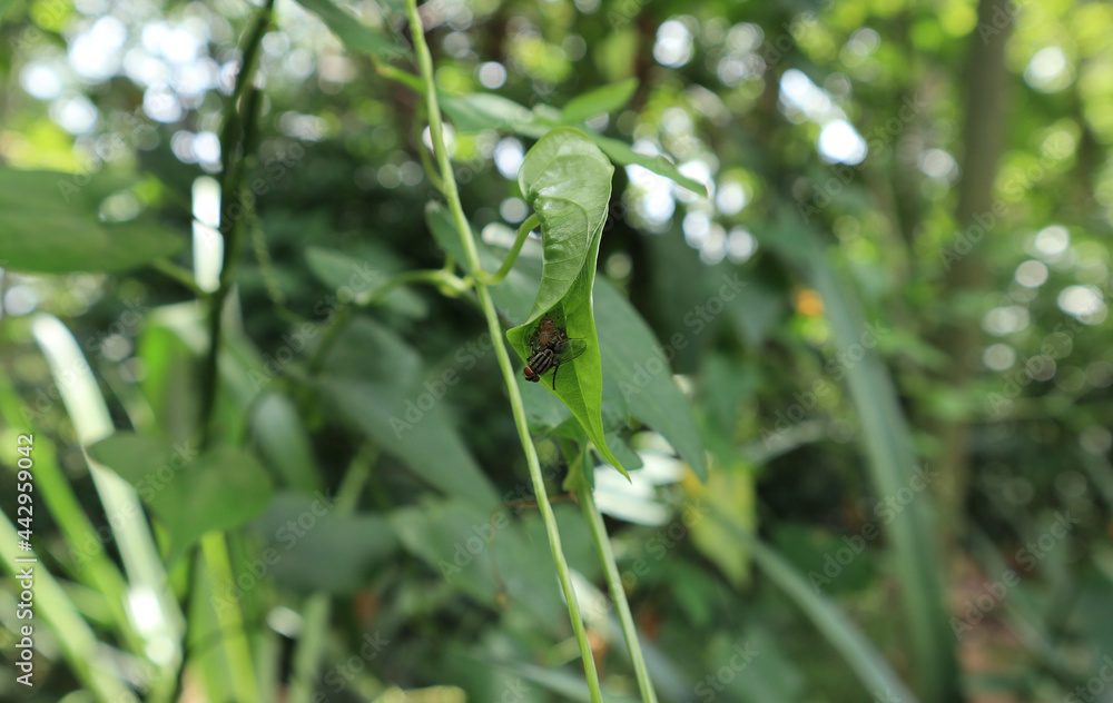 A yellow spider sucks sap from a fly caught in a spider web made by folding a green leaf on a vine A yellow spider sucks sap from a fly caught in a spider web made by folding a green leaf on a vine