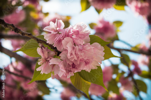 pink cherry blossom in spring © niracha