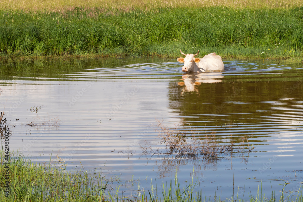 A cow crosses a pond on a summer day
