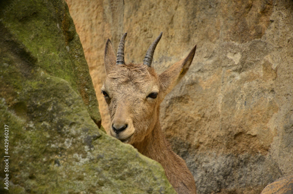 Ziege - Bock