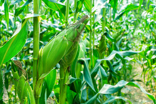 Fresh green corn pods organic on tree are in garden. Concept of agronomy for consumption and raising animals.copy space