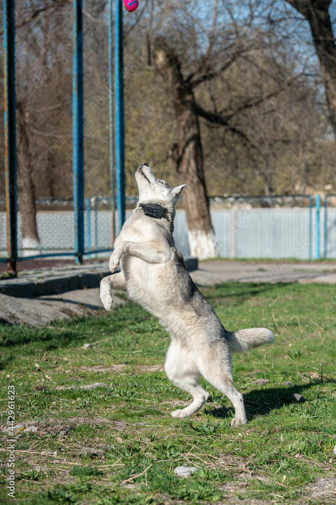 Husky dog playing outdoors with a ball