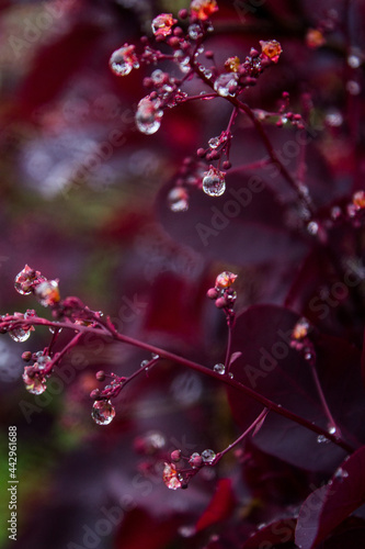 Krople na fioletowym tle