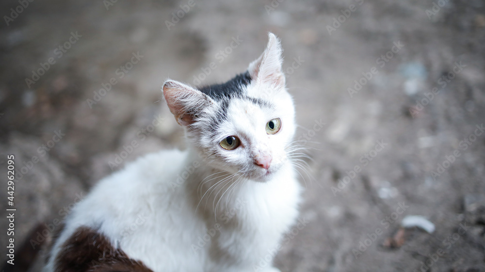 A domestic gray cat with sad eyes A domestic gray cat with sad eyes