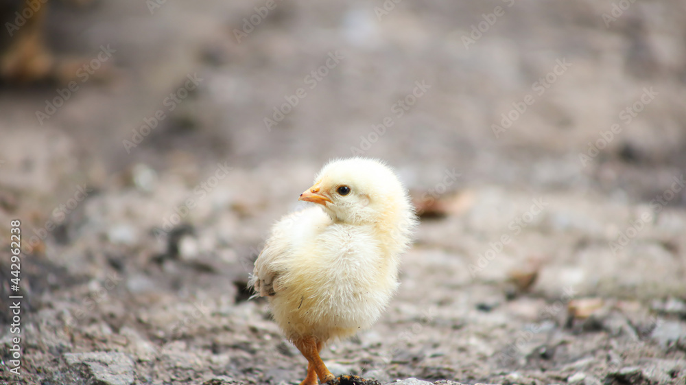 A yellow chicken stands in the middle of the yard and looks to the side. A yellow chicken stands in the middle of the yard and looks to the side.