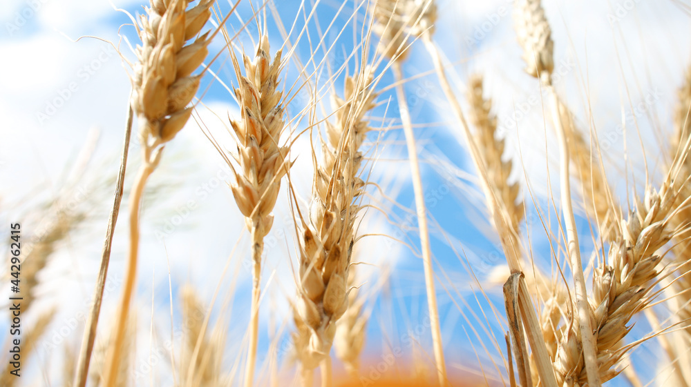 Bottom view Spikelets of golden wheat on a background of blue sky. Bottom view Spikelets of golden wheat on a background of blue sky.