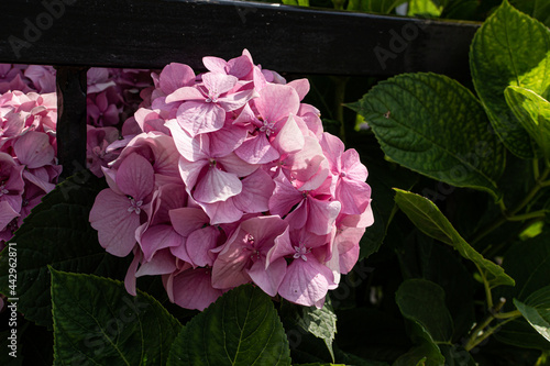 pink flower hydrangea