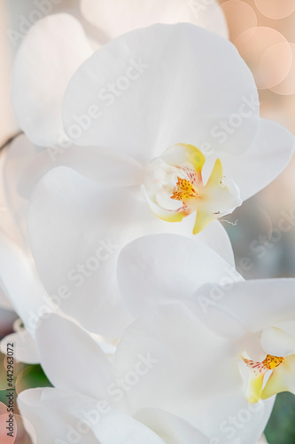 Orchid, flower background close-up. Vertical photo of a flowering phalaenopsis orchid. High quality photo