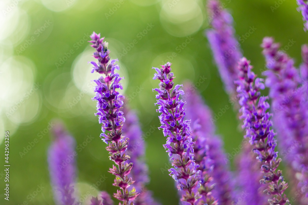 Obraz premium lavender close up 
