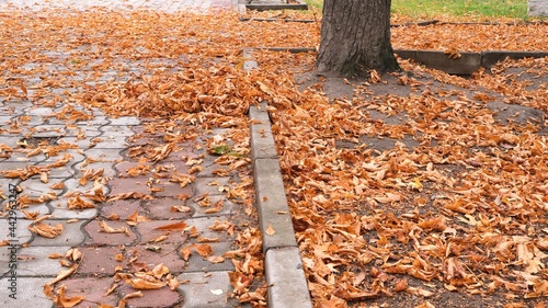 Dry autumn leaves on the sidewalk. Autumn season.