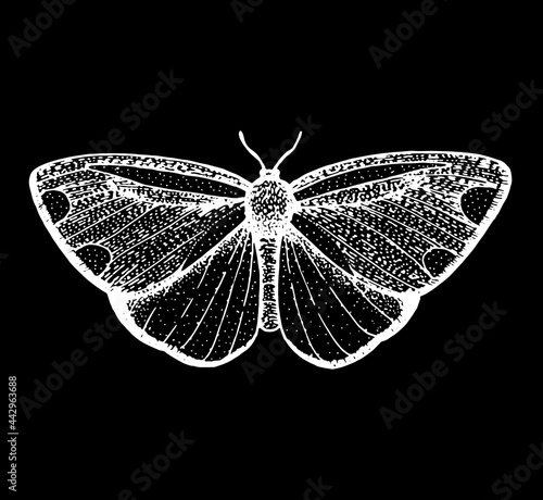 The cinnabar moth hand drawn vector illustration. Tyria jacobaeae butterfly. Engraving illustration. Sketch design.