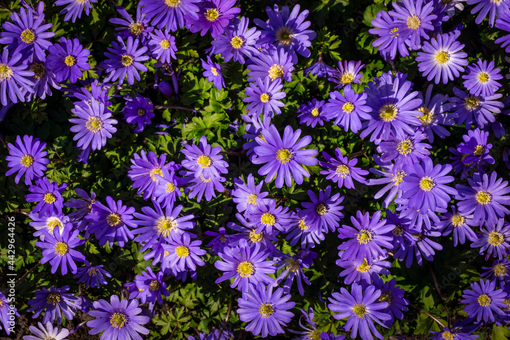 flower background wall urban jungle wall flower background wall urban jungle wall