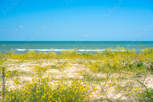 Seascape scene with yellow flowers on the beach