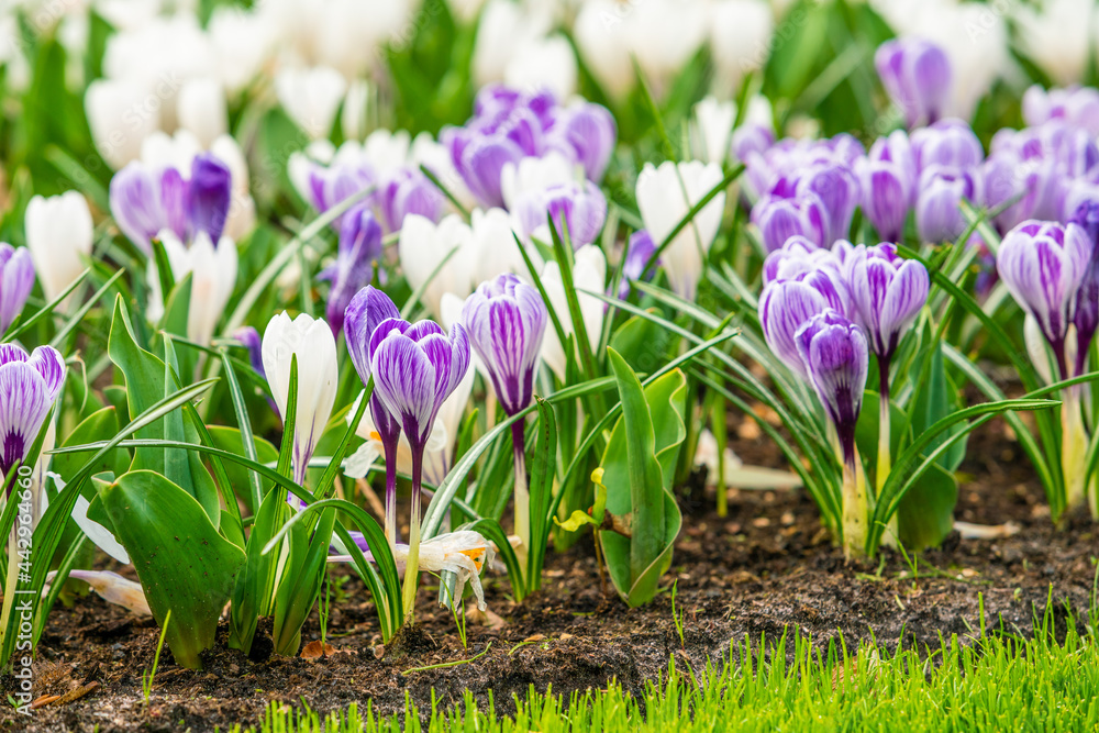 Spring Field With Colorful Crocus Flowers Spring Field With Colorful Crocus Flowers