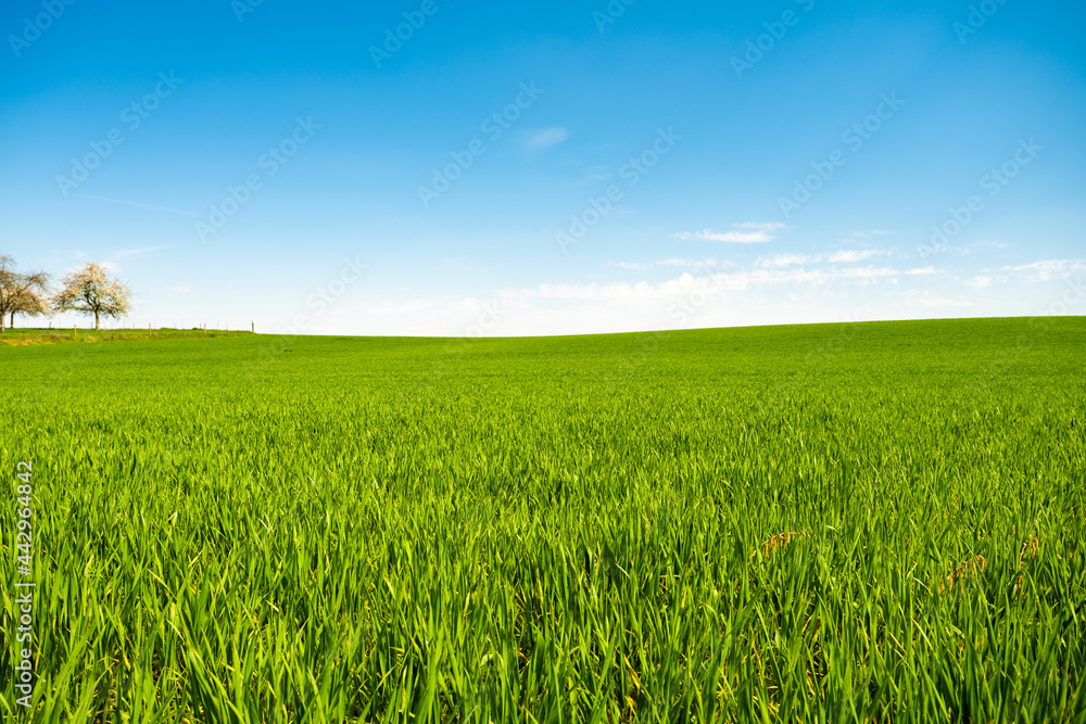 Green meadows with blue sky and clouds background