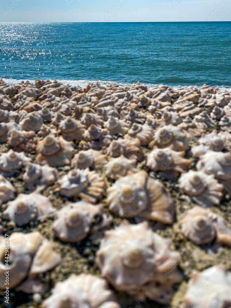 Sea shells on the beach Sea shells on the beach