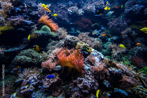 Fototapeta Naklejka Na Ścianę i Meble -  Underwater view of the coral reef